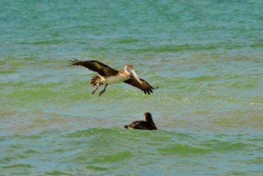 nesli tükenmekte olan kahverengi pelikan uçan