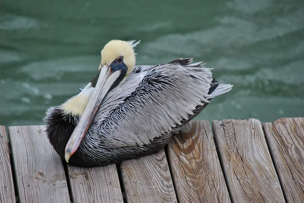 Вымирающий коричневый пеликан отдыхает — стоковое фото
