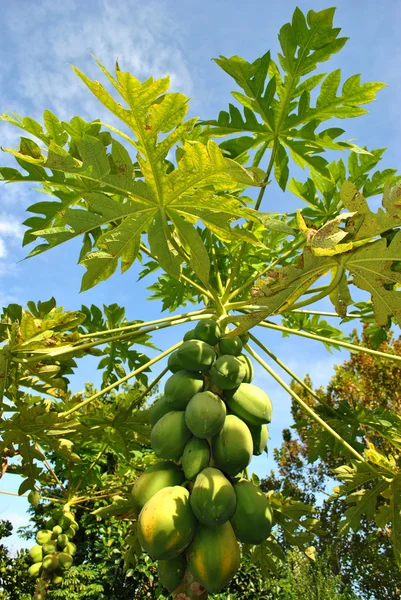Papaye Fruits — Photo
