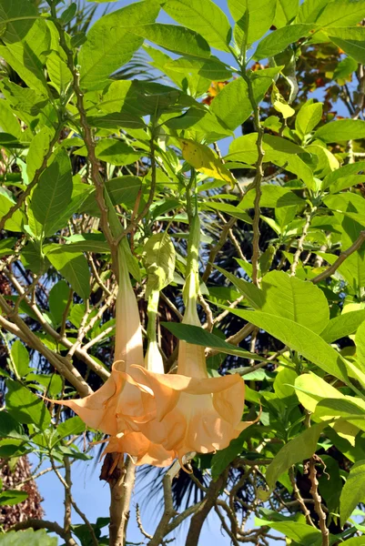 Trąbka kwiaty drzewo — Zdjęcie stockowe