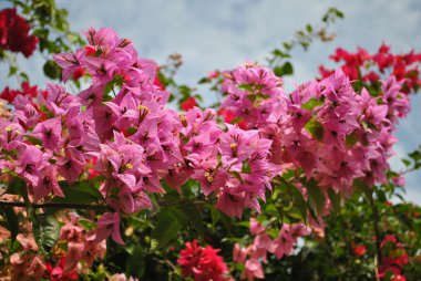 Bougainvillea çiçek