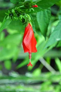 Hibiscus rosa-sinensis
