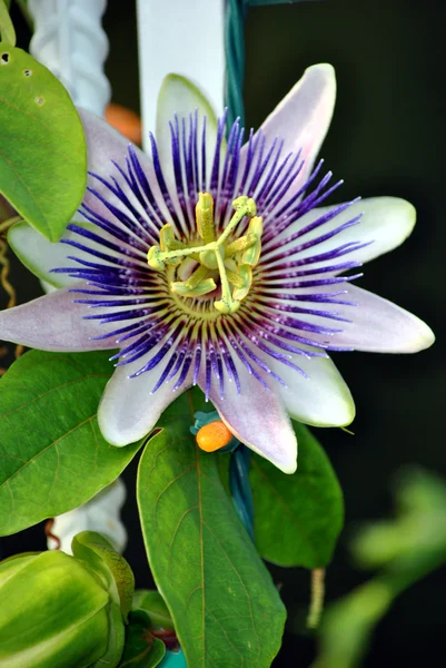 Passiflora caerulea — Stockfoto