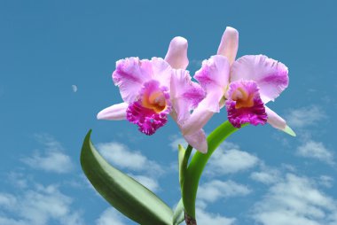 cattleya orkide