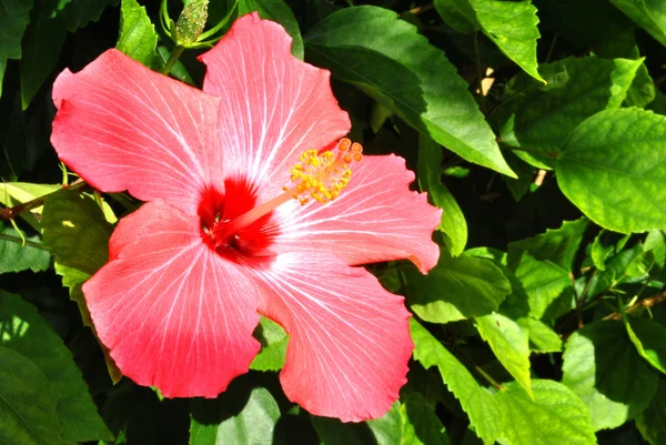 Rosa de China — Foto de Stock