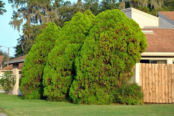 Thuja occidentalis conifers — Stok Foto