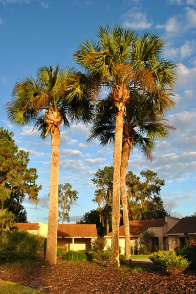 Washingtonia robusta — Fotografie, imagine de stoc