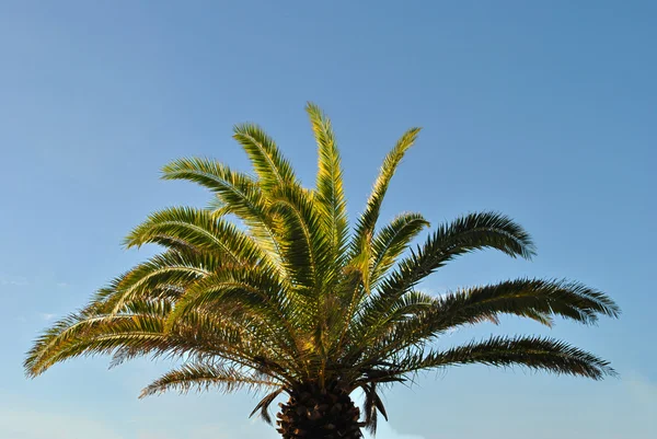 Palm tree — Stock Photo, Image