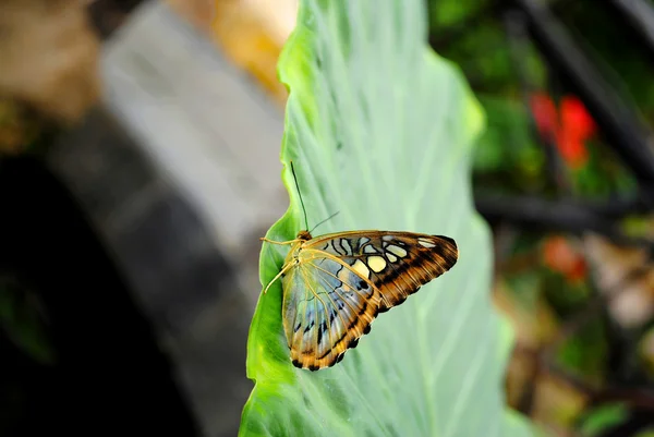 Tondeuse bleue malaisienne papillon — Photo
