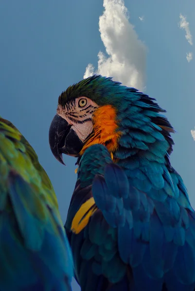 Blå och gul Macaw — Stockfoto