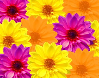 Dahlia dahlietta Özet