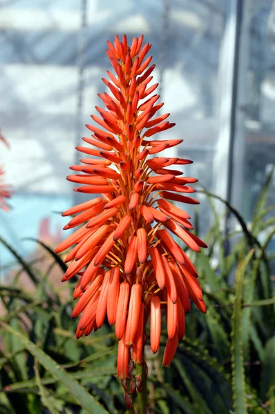 Aloe arborescens 'Compton' — Stock Photo, Image