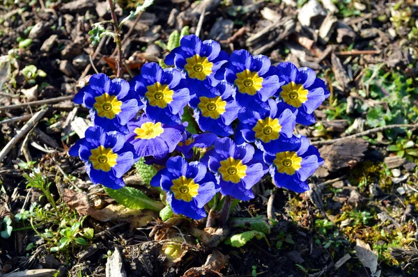 Primula 'Crescendo sfumature blu' — Foto Stock