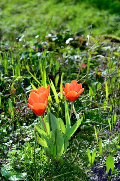 Raccolta precoce dei tulipani — Foto Stock