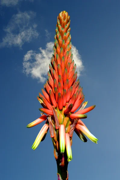 Aloe arborescens flower head — Stock Photo, Image