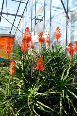 Aloe arborescens 'Compton'
