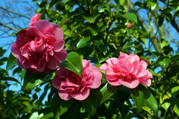Camellia japonica 'Ada Piper' — Fotografia de Stock
