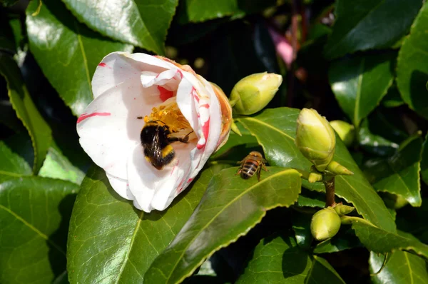 Camellia japonica hikarll genji. z trzmiel zbieranie pyłku — Zdjęcie stockowe