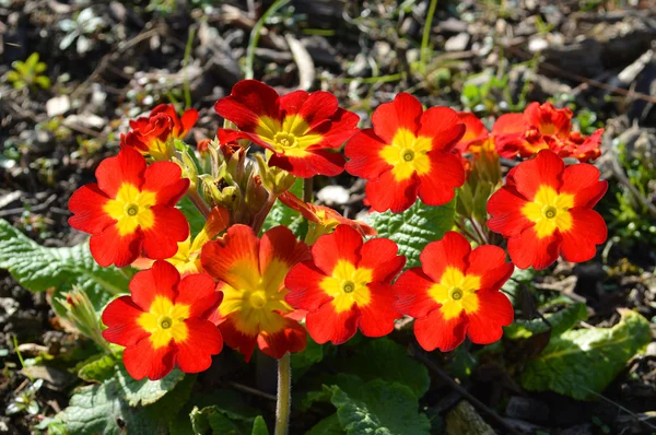 Pacifico giganti polyanthus — Foto Stock