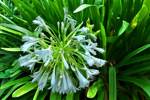 Agapanthus modrý měsíc — Stock fotografie