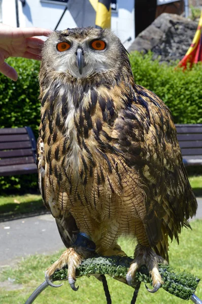 Eurasian eagle owl (Bubo bubo) — Stock Photo, Image