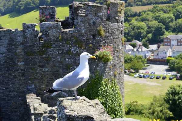 Западная чайка латинское имя Larus occidentalis — стоковое фото