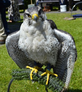Peregrine falcon Latince Adı falco peregrinus
