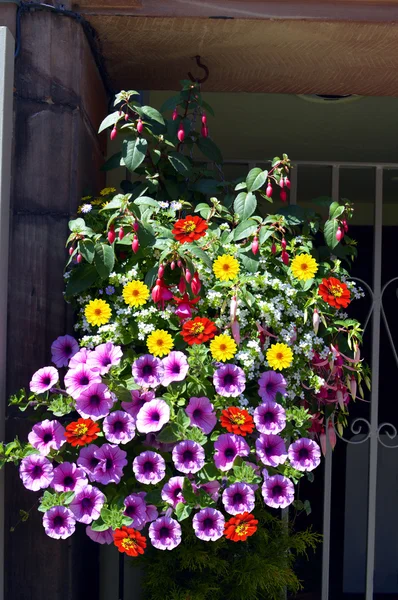 Hängekorb mit Petunien, Dahlien und Fuchsien — Stockfoto