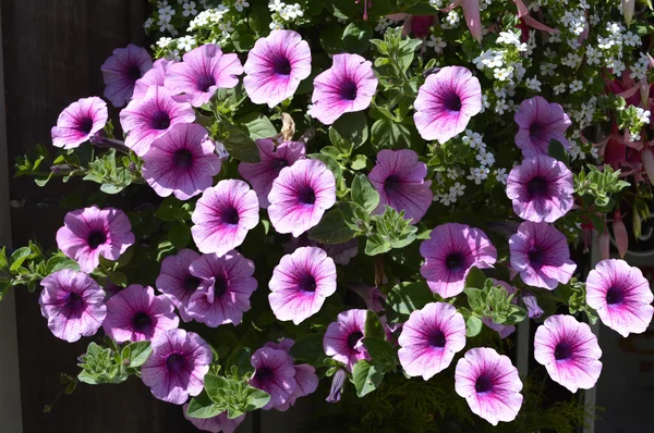 Petunia grandiflora bloemen in de zomer — Stockfoto