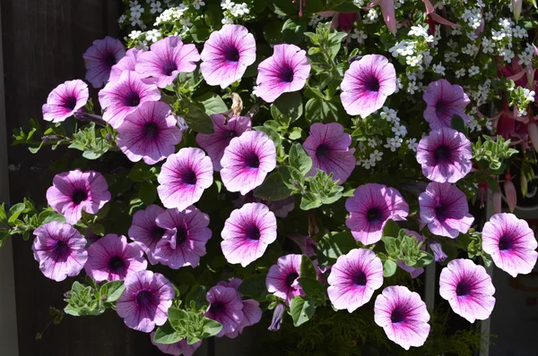 Petunia grandiflora flowers in summer — Stock Photo, Image