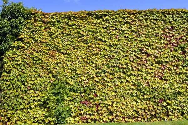 Hiedra de Boston Nombre latino Parthenocissus tricuspidata Veitchii —  Fotos de Stock