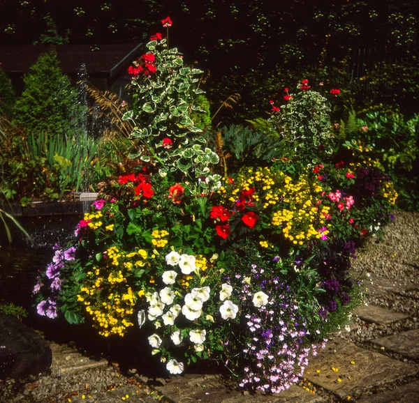 Een Bloemige Weergave Van Kleurrijke Zomerbloeiende Planten Een Container — Stockfoto