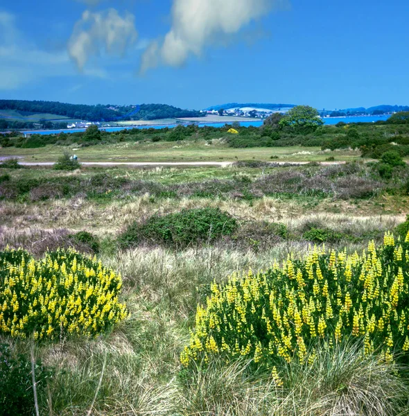 Dawlish Warren Nature Reserve Devon —  Fotos de Stock