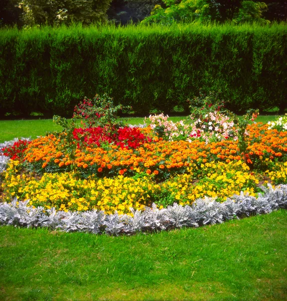 Floral Display Colourful Summer Flowering Bedding Plants Flower Bed — Stock Photo, Image