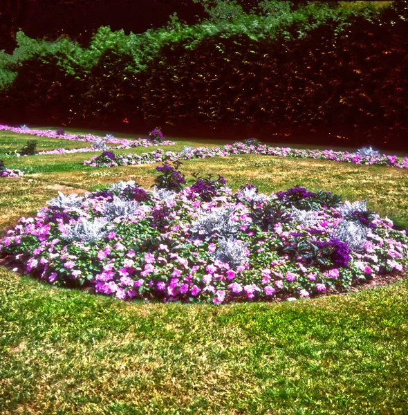 Floral Display Colourful Summer Flowering Bedding Plants Silver Pink Flower — ストック写真