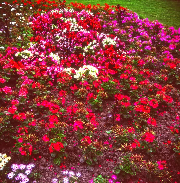 Цветочная Экспозиция Цветущих Летних Цветущих Постельных Растений Розовом Красном Герань — стоковое фото