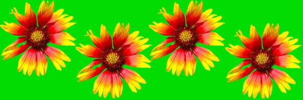 Blanket flower Latin name gaillardia pulchella