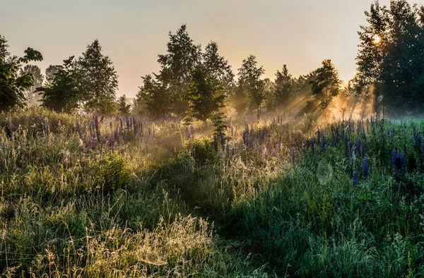 Aamunkoitto kentällä — kuvapankkivalokuva