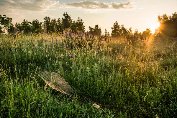 Aamunkoitto kentällä — kuvapankkivalokuva