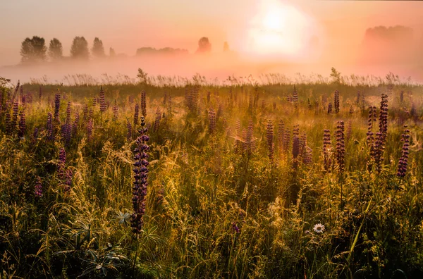 Dawn in the field — Stock Photo, Image