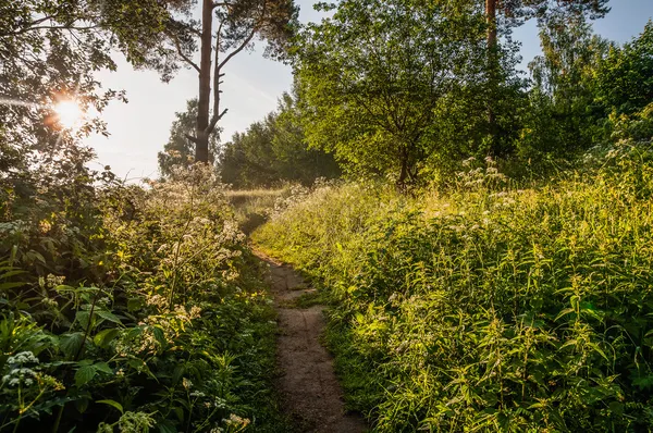 Dawn in the field — Stock Photo, Image