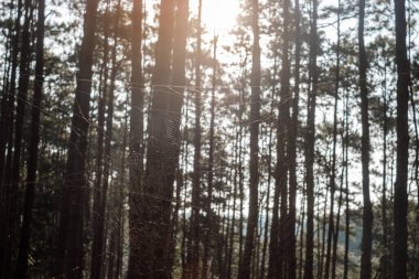 pine tree forest with spider in winter season