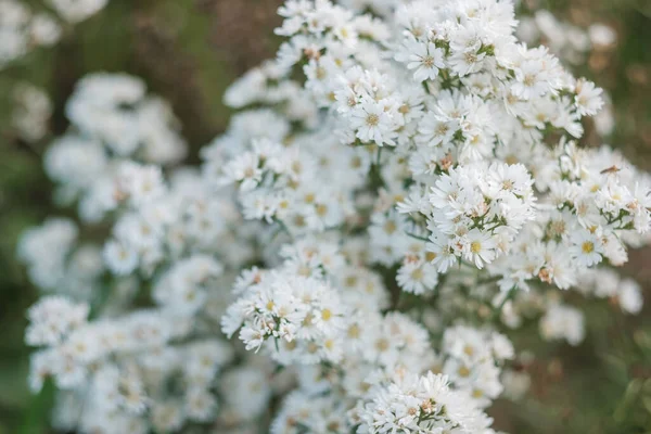 Flores Brancas Margaret Florescendo Jardim — Fotografia de Stock