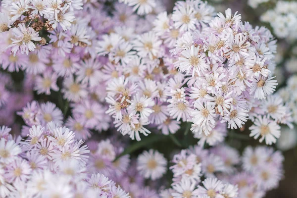 庭に咲く紫色のマーガレットの花 — ストック写真