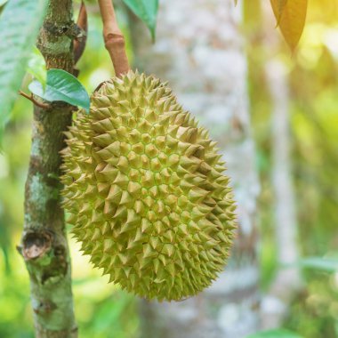 Arka plandaki ağaçta asılı duran taze Durian meyveli Tayland kralı. Ünlü Güneydoğu yemekleri ve Asya egzotik tropik meyve konsepti