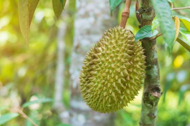Arka plandaki ağaçta asılı duran taze Durian meyveli Tayland kralı. Ünlü Güneydoğu yemekleri ve Asya egzotik tropik meyve konsepti