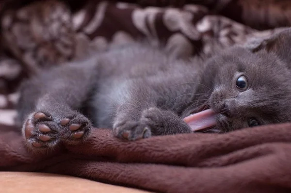 Gatti, gatto addormentato, bel gatto — Foto Stock