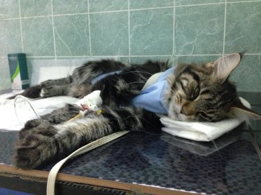Cat, sick, postoperatively, main coon, кошка после операции в попоне, под капельницей, мейн кун