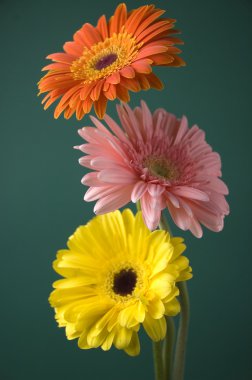 Gerbera