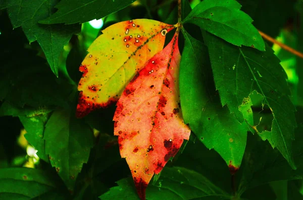 Folhas Verdes Com Cor Rosa Afetada Pela Doença — Fotografia de Stock